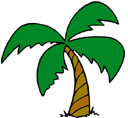 Palm Tree in Katy
